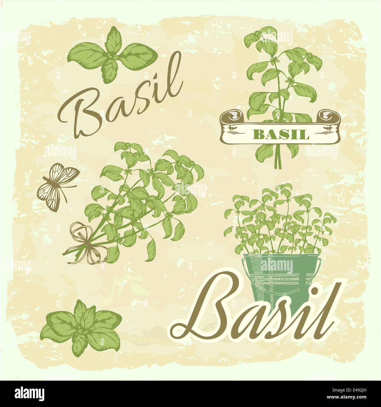 Basil, herb, plant, nature, vintage background, packaging Stock Photo ...