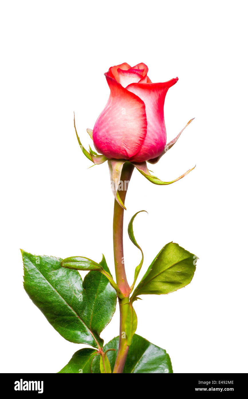 Pink rose closeup on a white background Stock Photo - Alamy