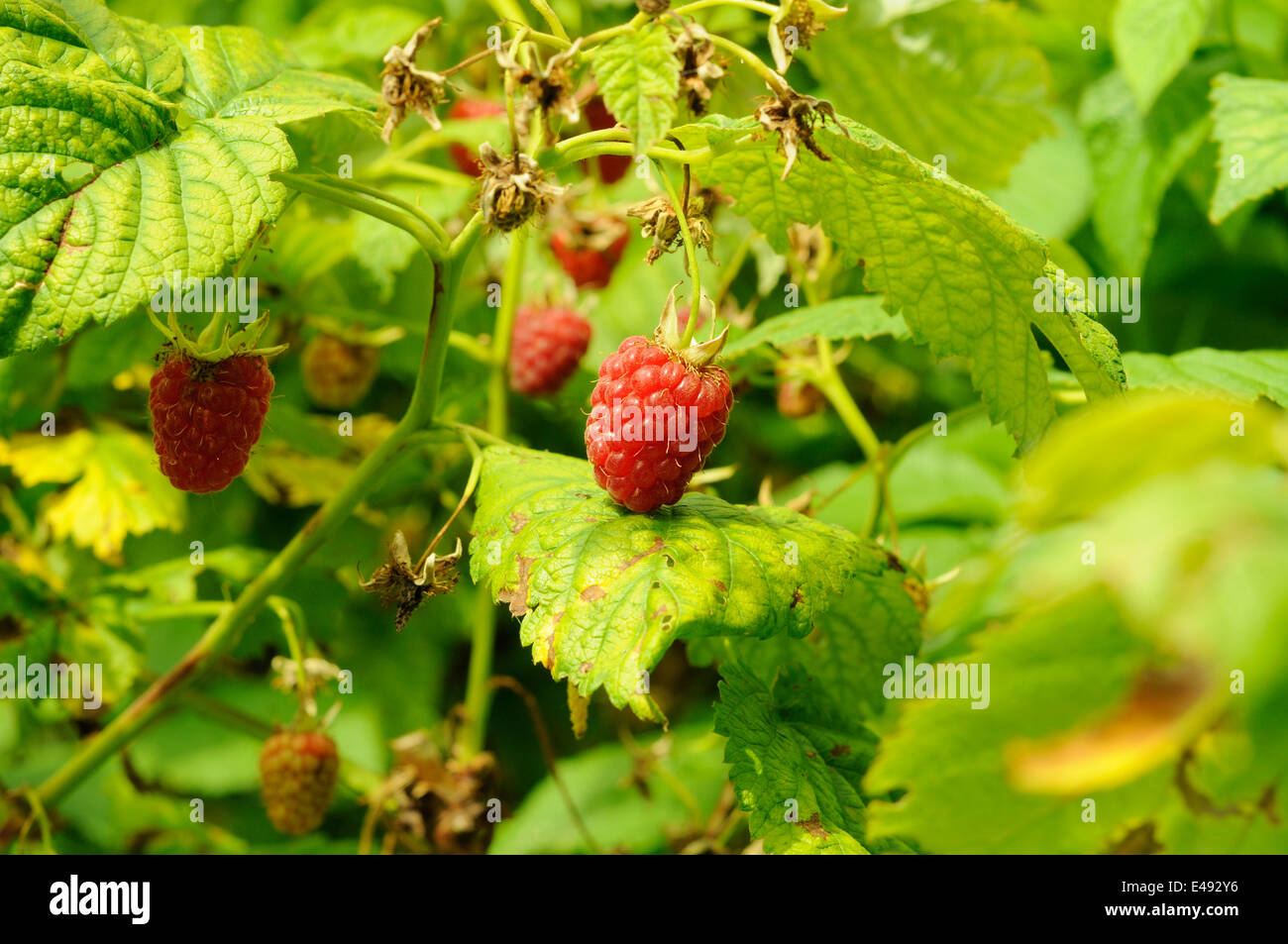 Ripe berry of raspberry on the bush Stock Photo