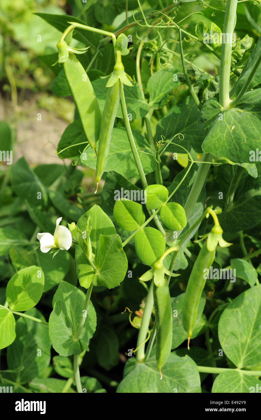 bush of peas with flowers and young pod growing Stock Photo