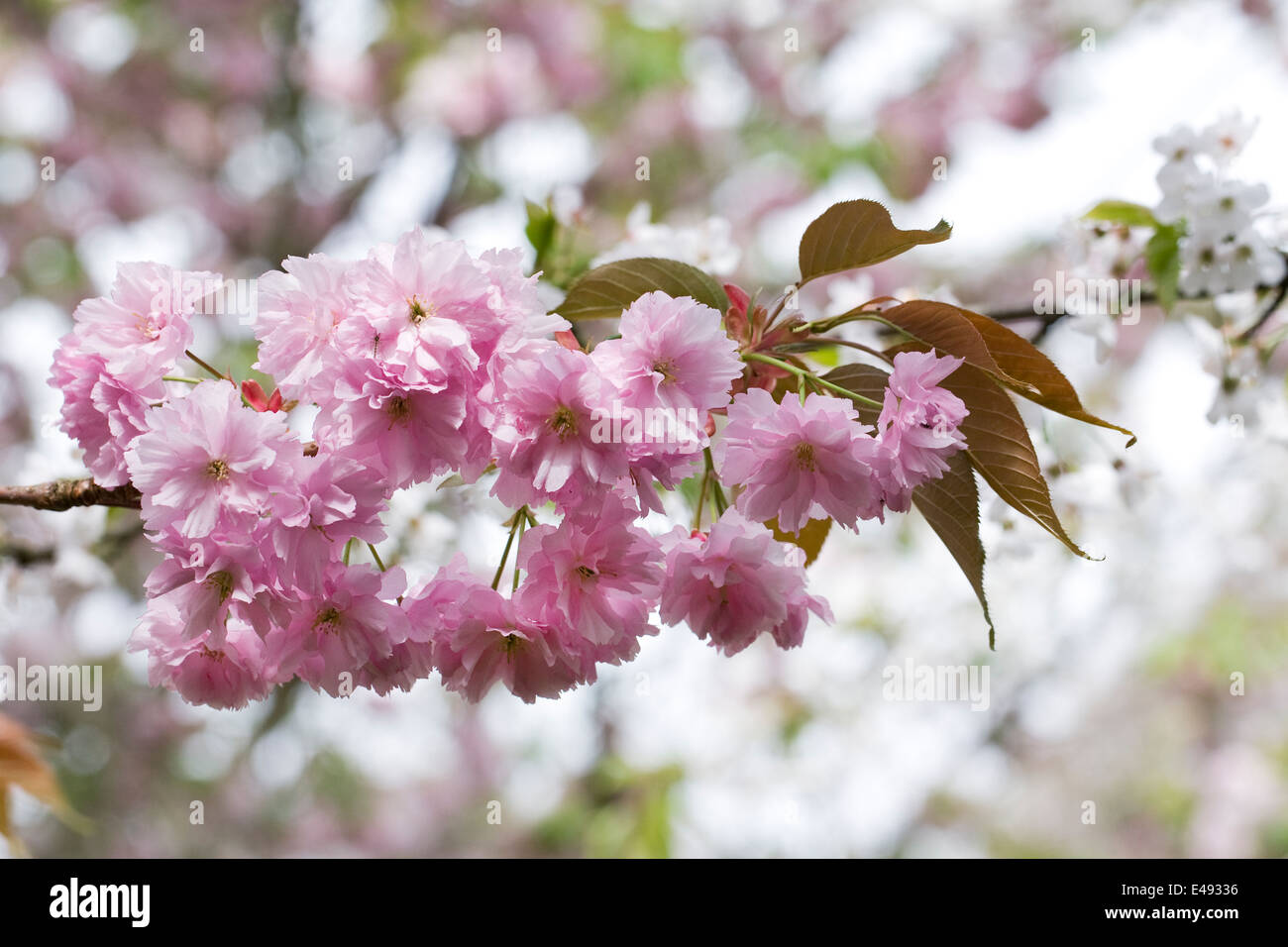 Prunus blossom. Cherry blossom in an English garden. Stock Photo
