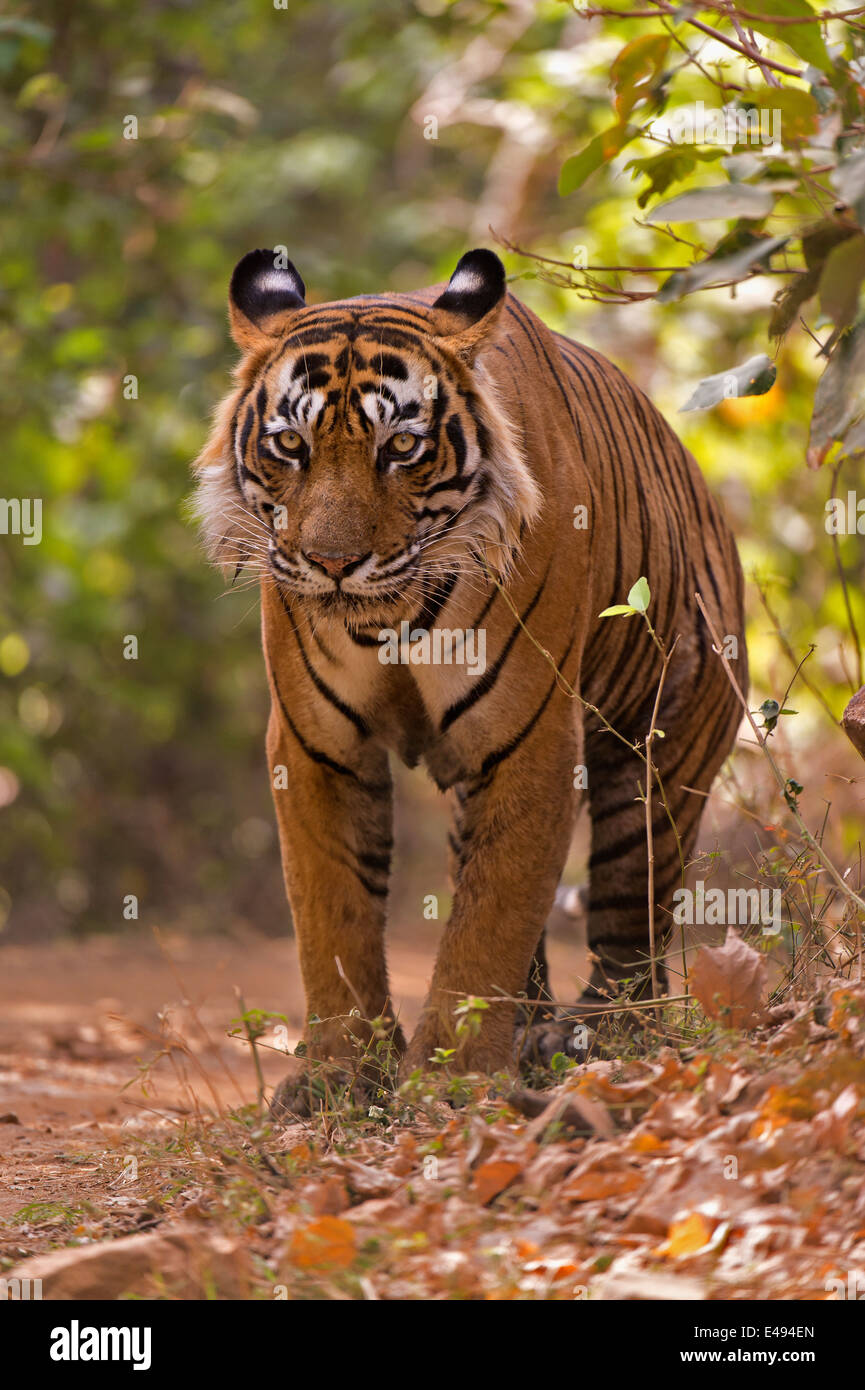 Tiger walking on a forest track in the dry deciduous habitat of