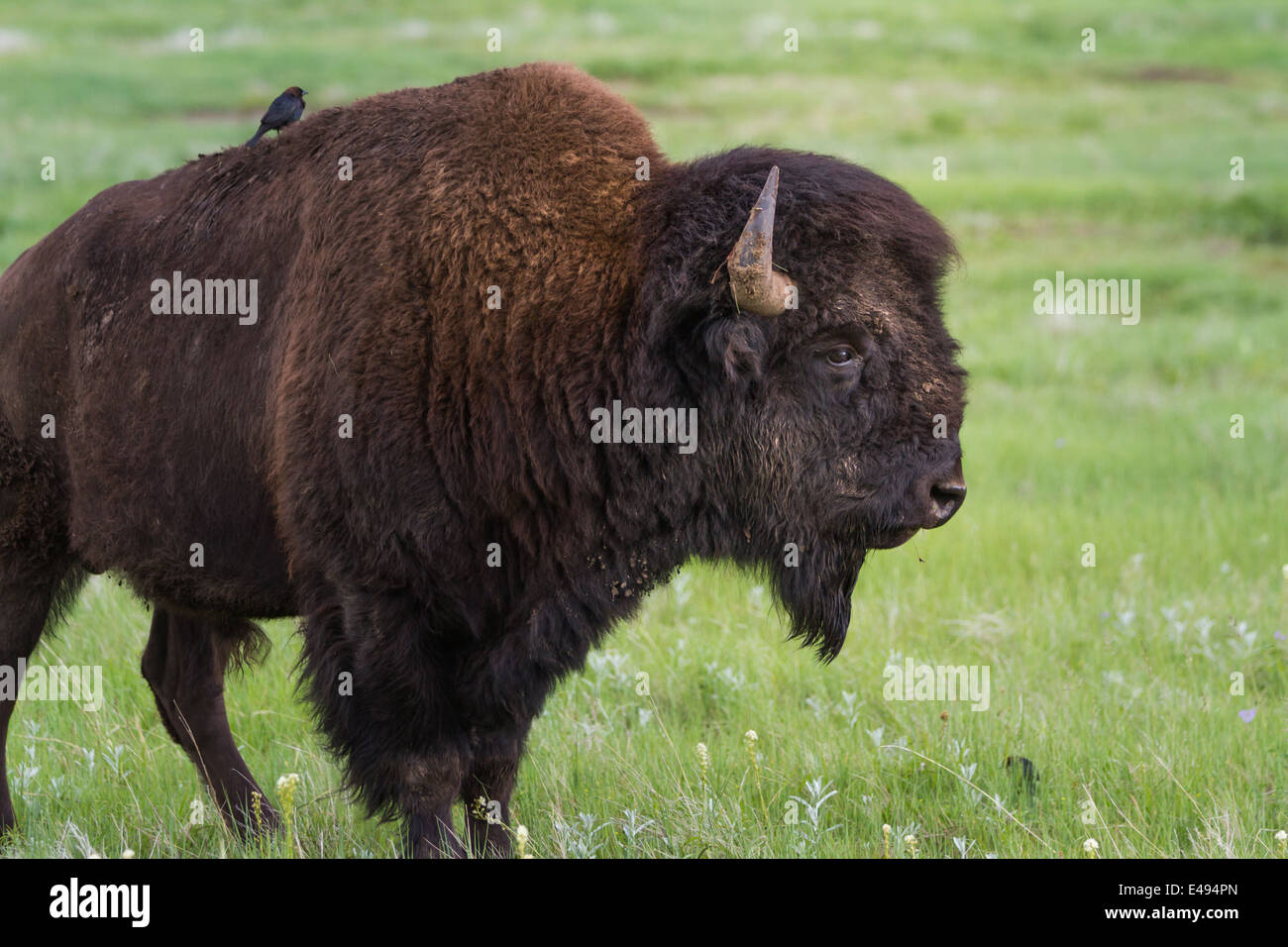 American buffalo species of bison roam grassland hi-res stock ...
