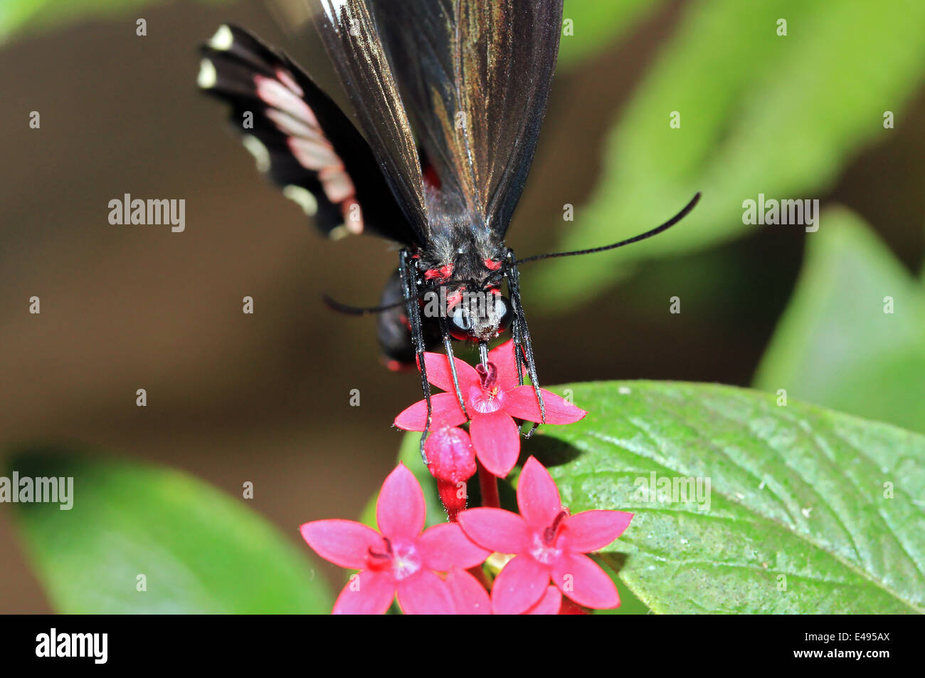 Red Postman Butterfly (aka Small Postman, Red Passion Flower Butterfly, Crimson-patched Longwing – Heliconius Erato), Costa Rica Stock Photo