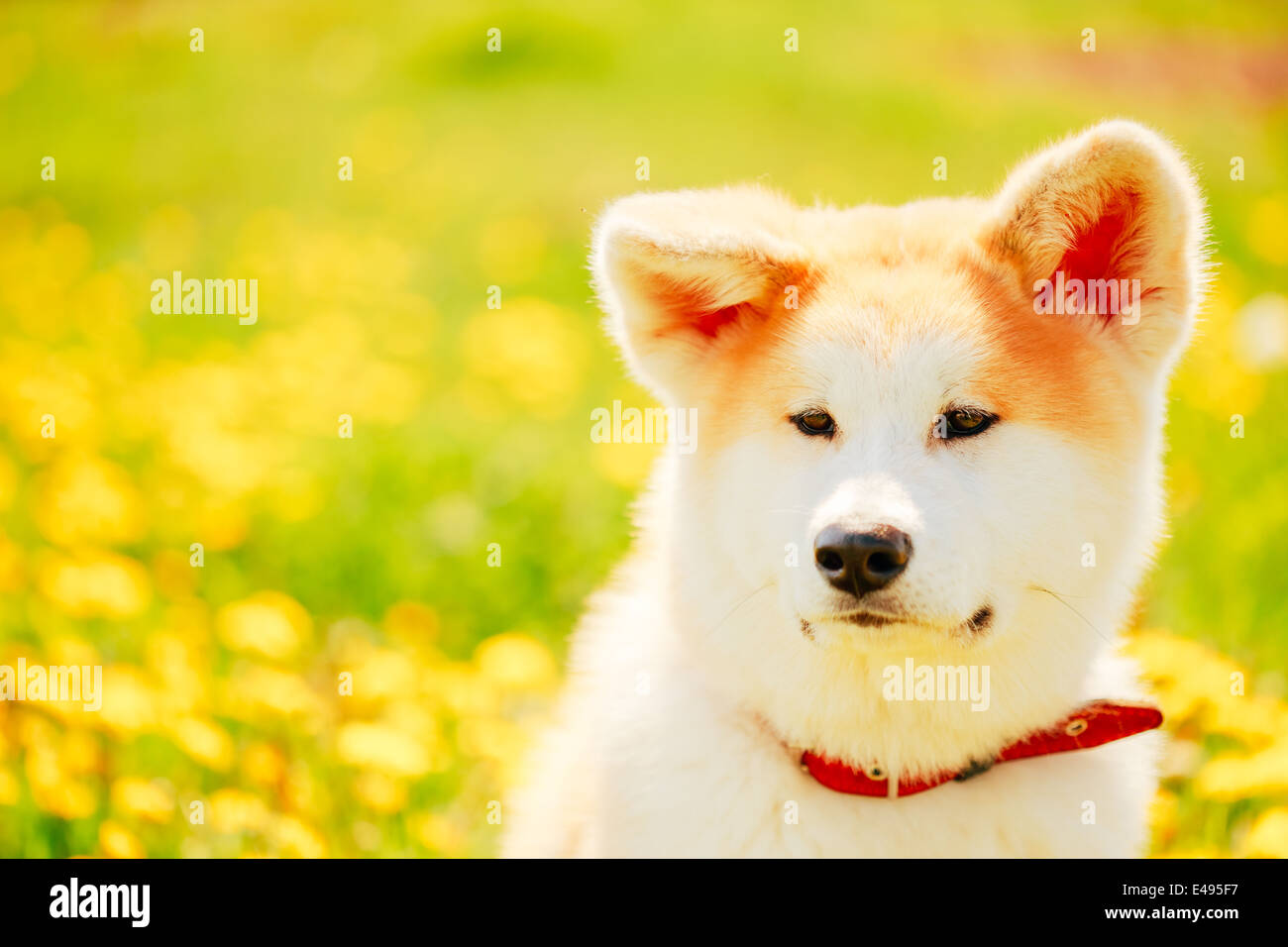 Akita Dog (Akita Inu, Japanese Akita) Puppy Sitting In Green Grass Outdoor Stock Photo