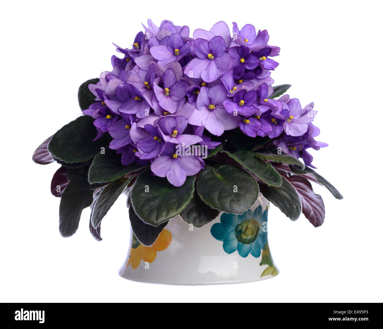 Purple african violet flowers Stock Photo