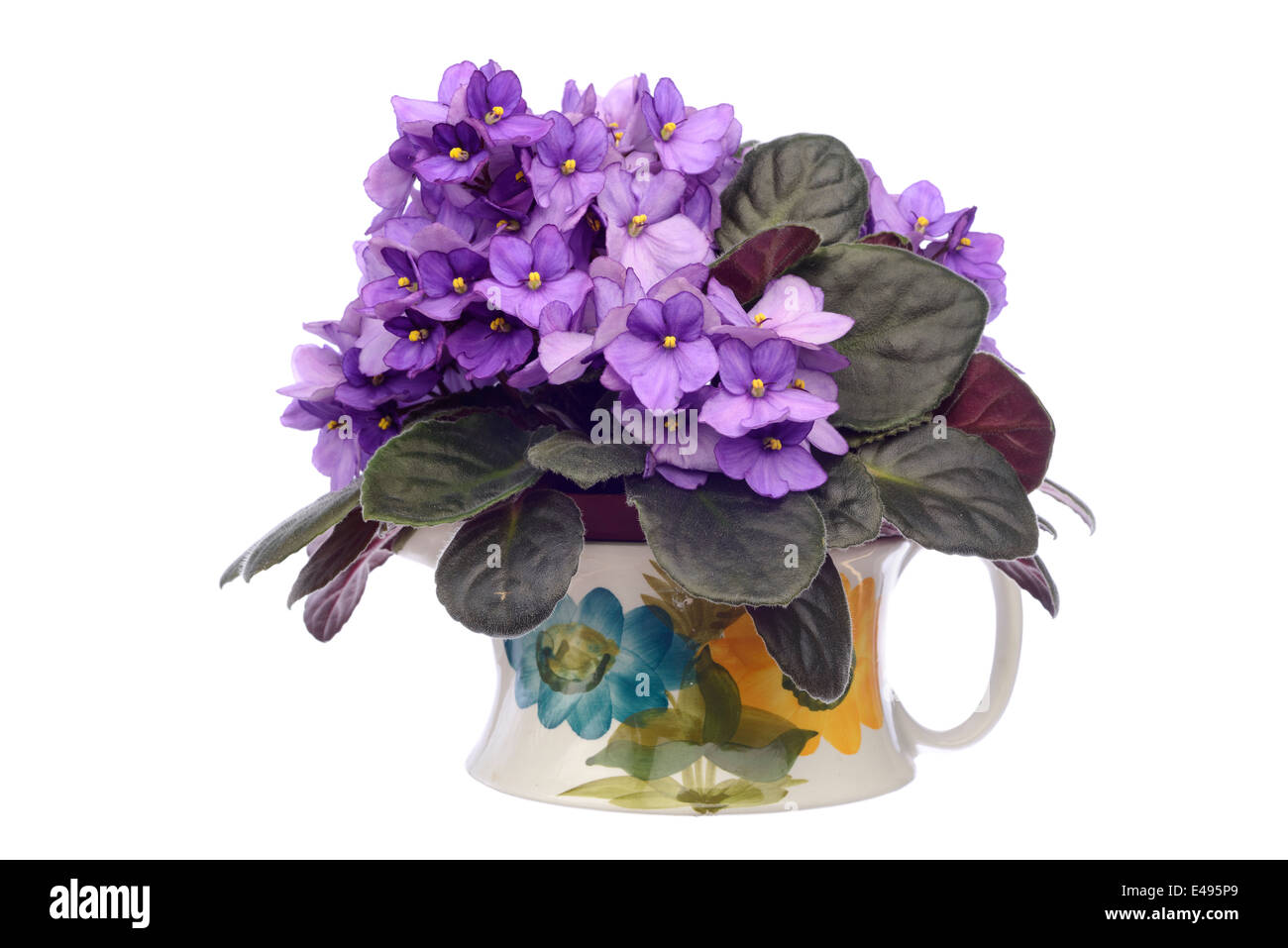 Purple african violet flowers in a vase isolated on white background
