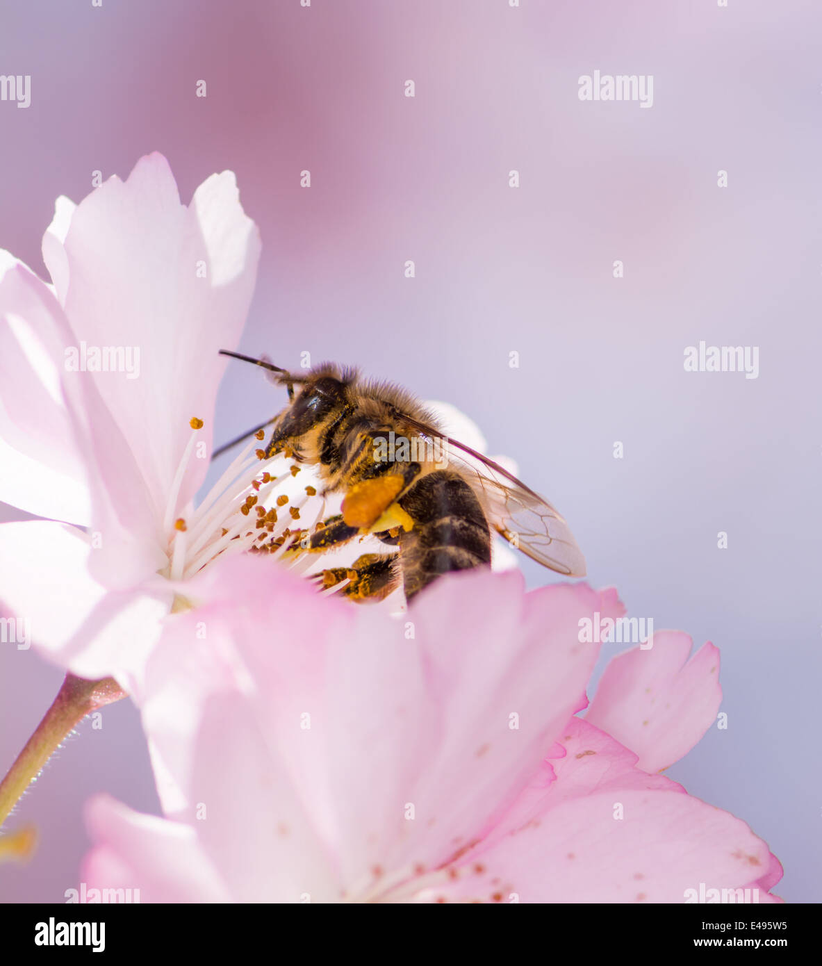 Honeybee collecting pollen at a pink cherry blossom Stock Photo