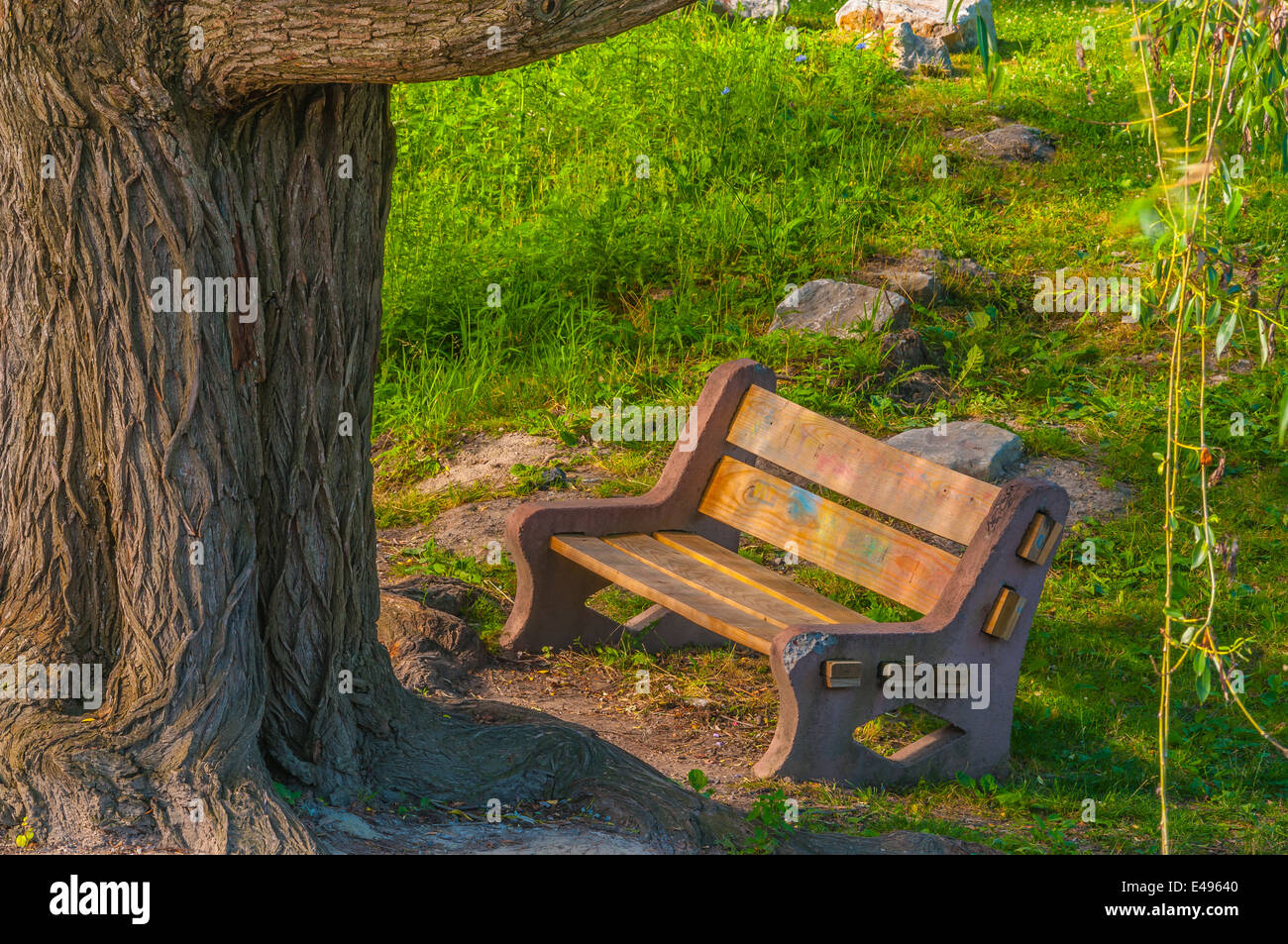 Park Bench under a willow tree in the summer. Stock Photo
