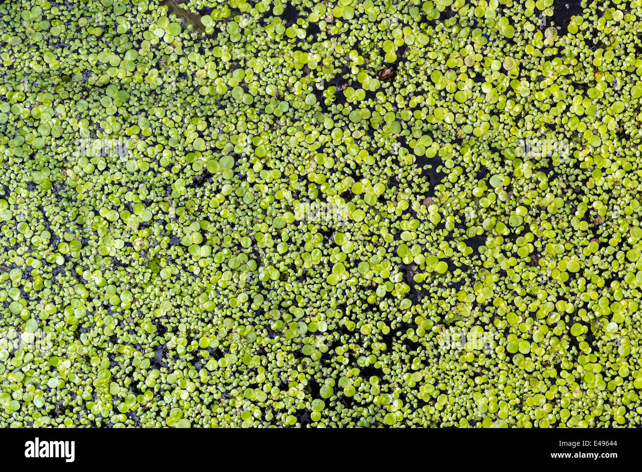 Duckweed forms an abstract pattern on a pond Stock Photo