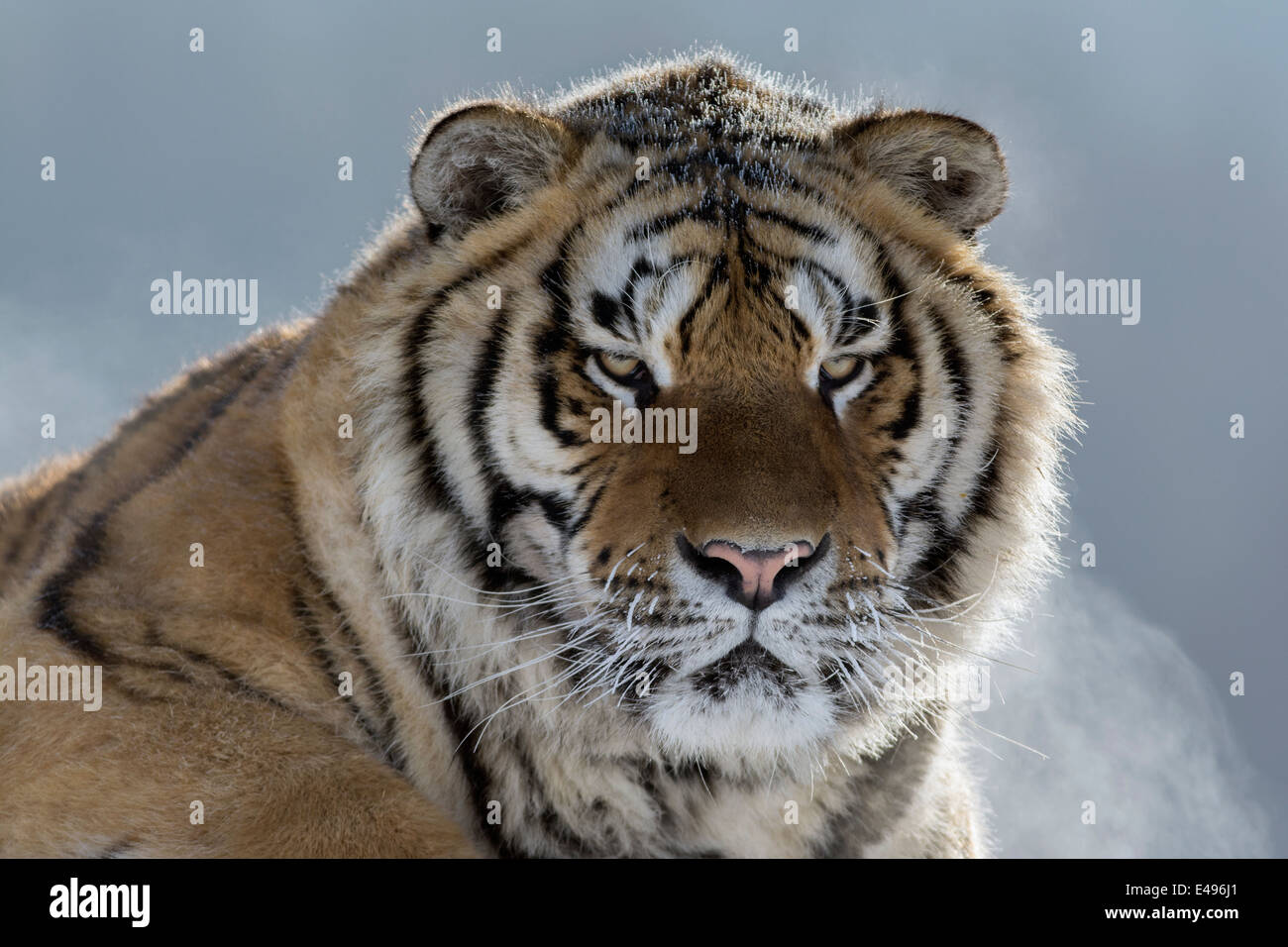 Portrait of a Siberian tiger, Hengdaohezi Breeding Center, Mudanjiang, China Stock Photo