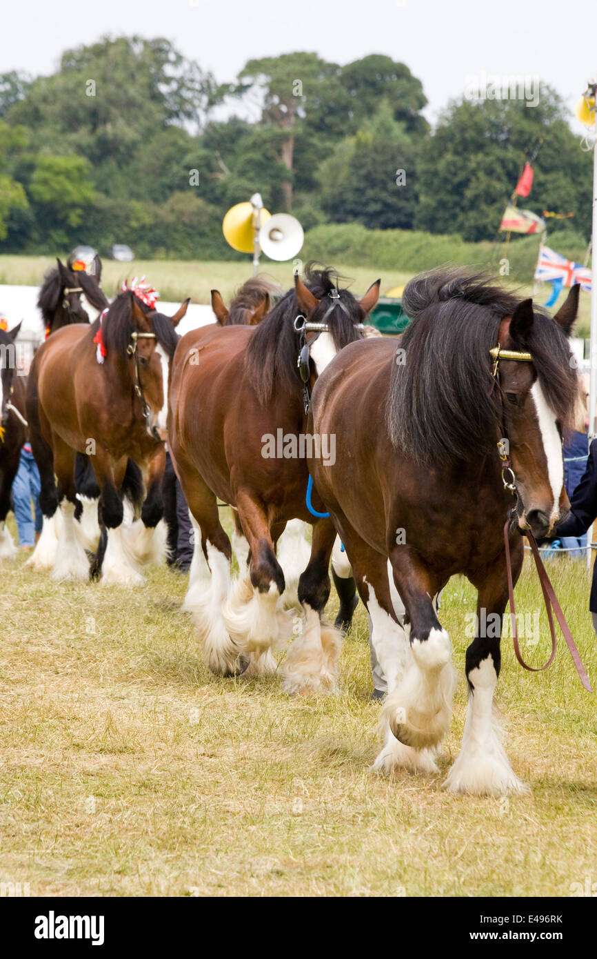 Shire horse blinkers tack hires stock photography and images Alamy