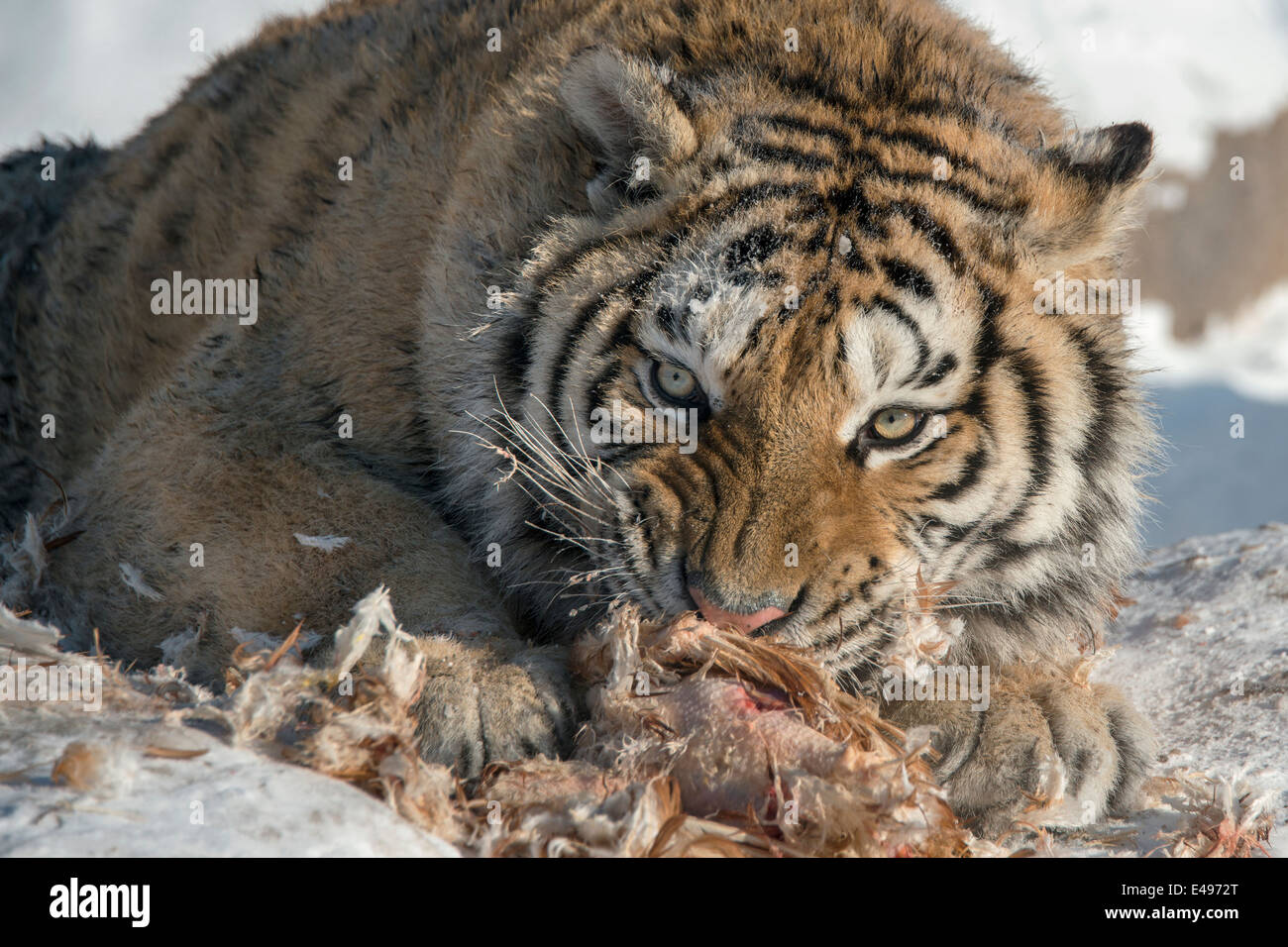Siberian tiger, Don't mess with me while I'm eating, Hengdaohezi