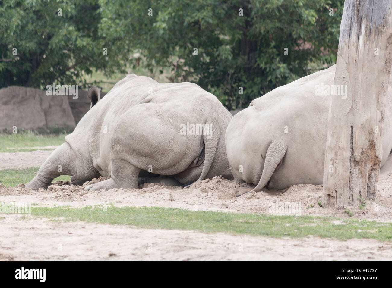 Rear view of two white rhinos at the Toronto Zoo Stock Photo