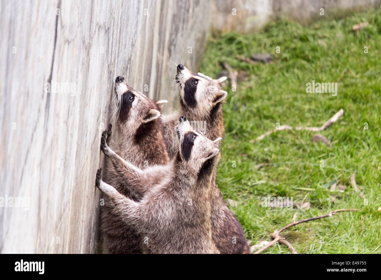 Family of three raccoons waiting for Toronto Zoo visitors to throw them some food Stock Photo
