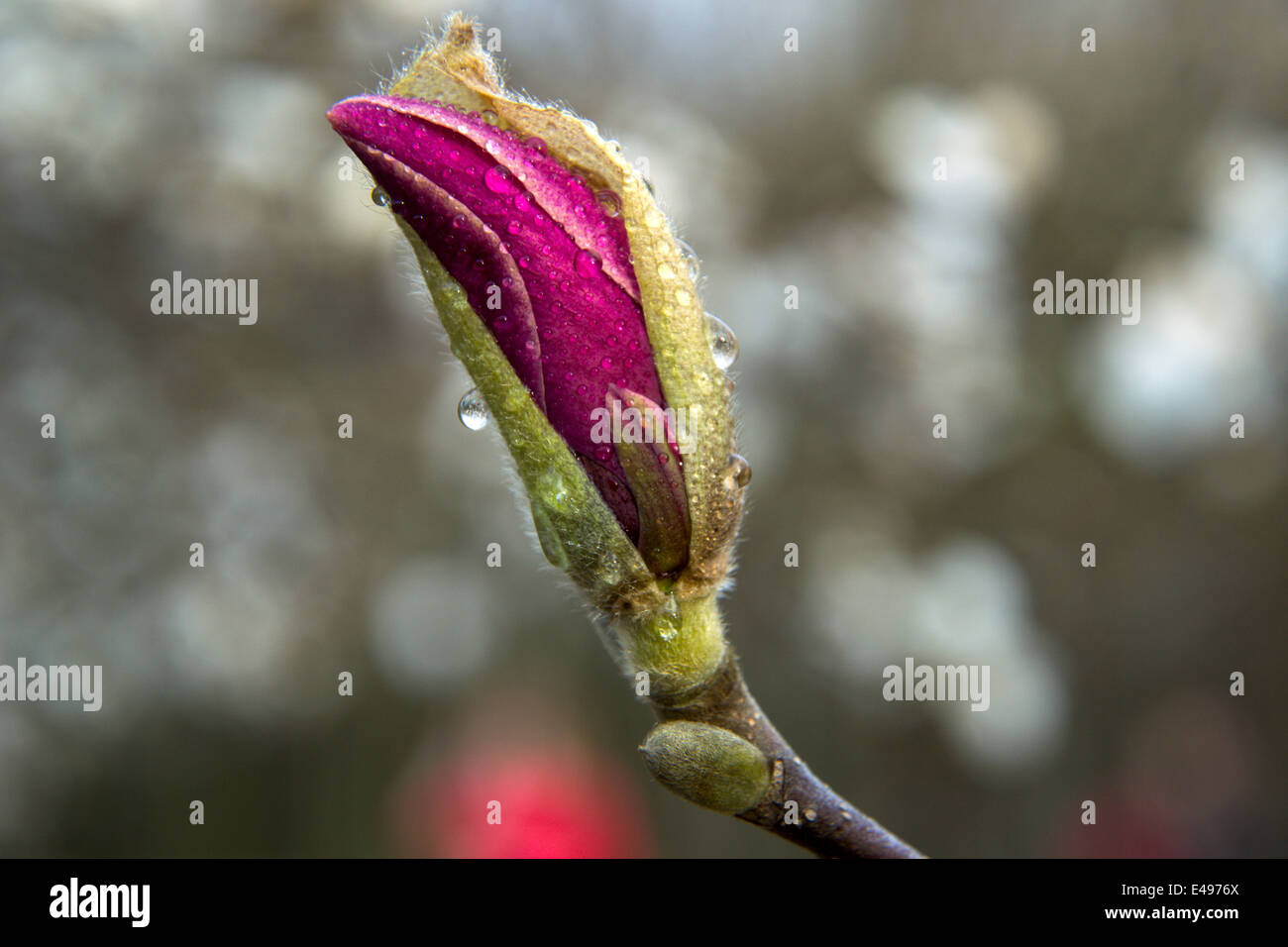 Pink magnolia bud on a tree branch Stock Photo - Alamy