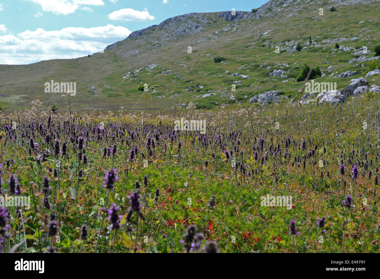 Lots of flowers on the plateau mountains Stock Photo