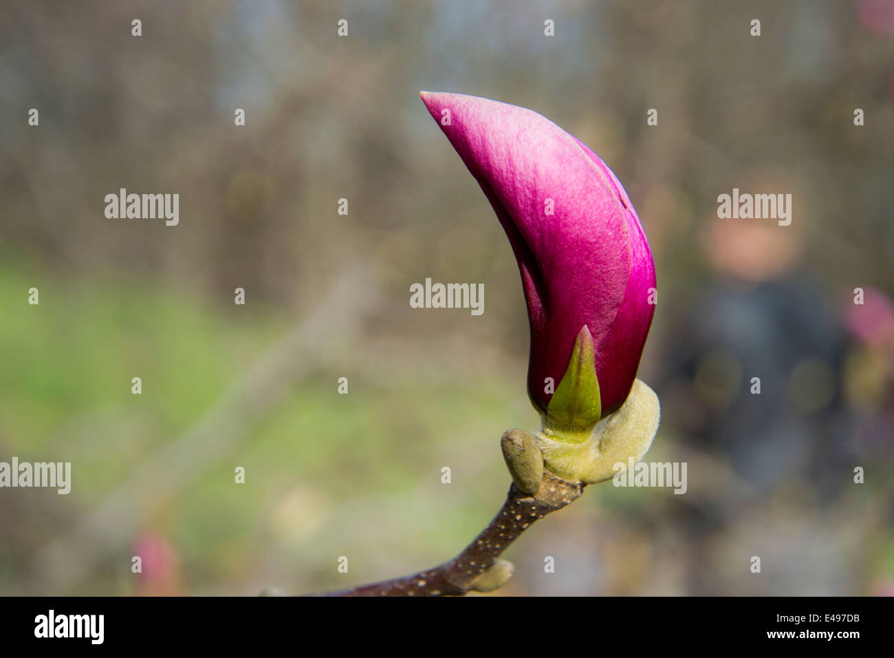 Pink magnolia bud on a tree branch Stock Photo - Alamy