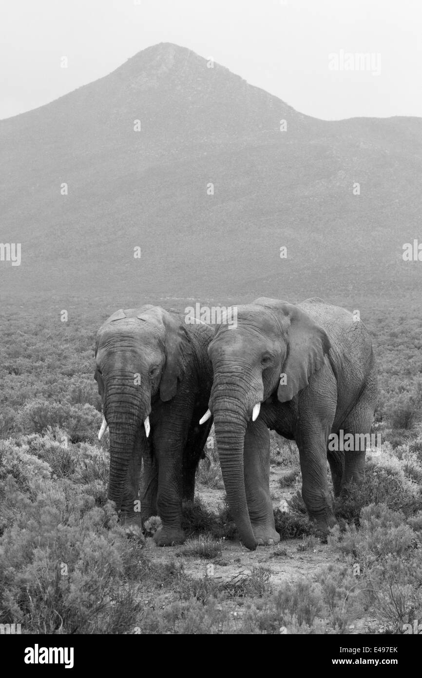 A landscape with two elephants and a mountain peak in the background. In monochrome. Stock Photo
