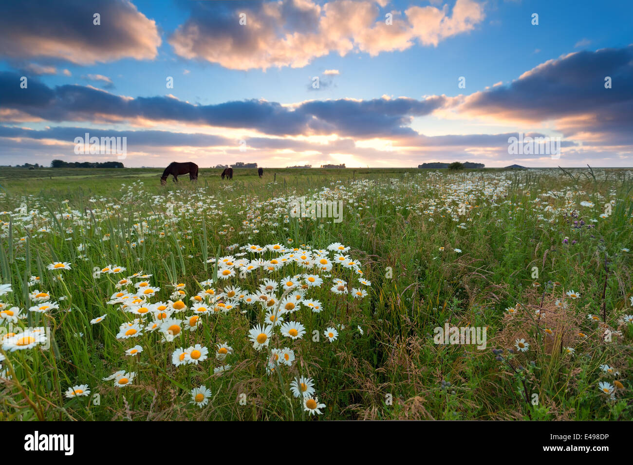 Horse Daisy Hi res Stock Photography And Images Alamy horse-daisy-hi-res-stock-photography-and-images-alamy