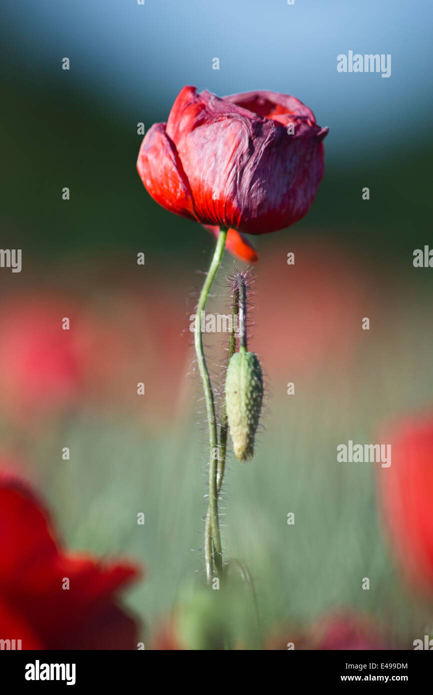 Hannover germany hires stock photography and images Alamy