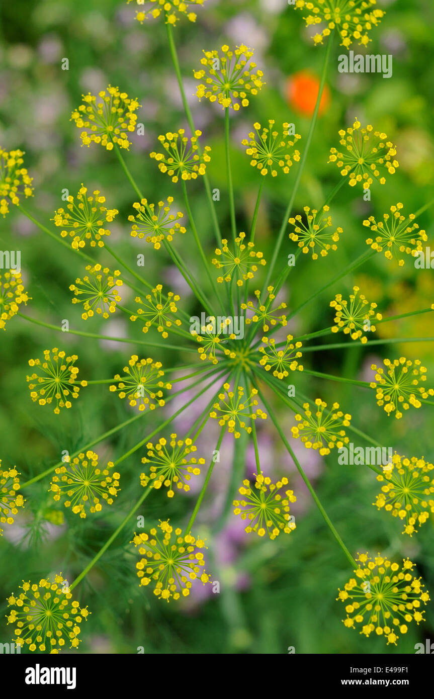 Top view of inflorescence of dill looking like a salute Stock Photo