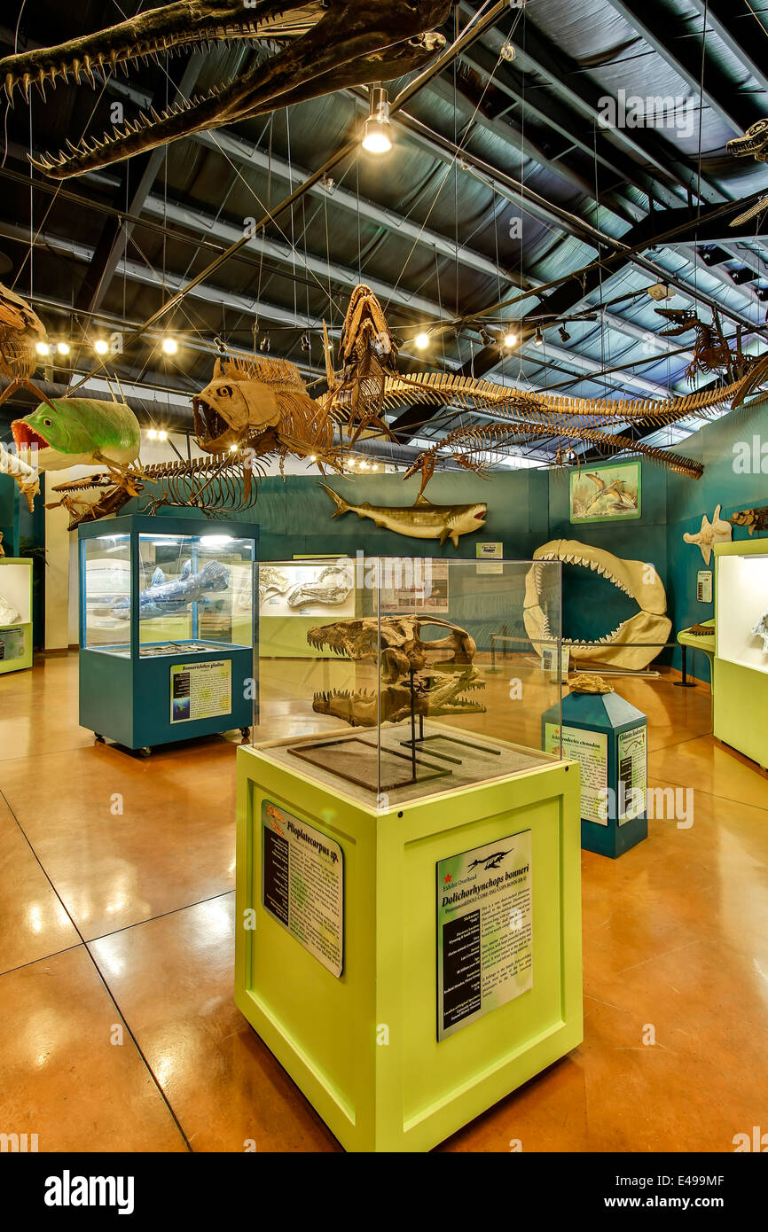 Prehistoric Ocean Hall, Dinosaur Resource Center, Woodland Park