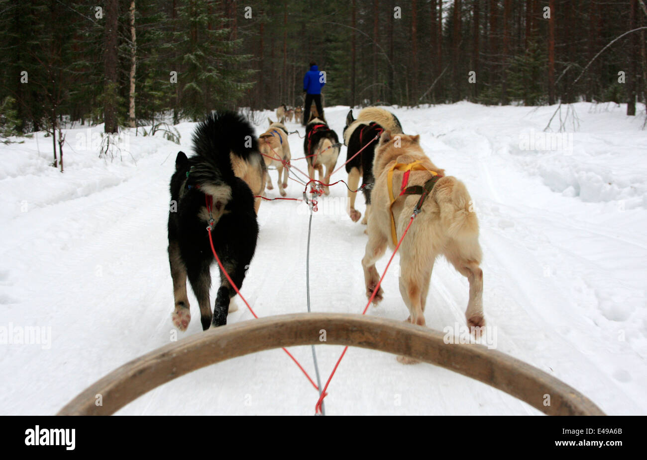 Dog sledding with Huskies at a Husky farm near Rovaniemi in Lapland, Finland Stock Photo