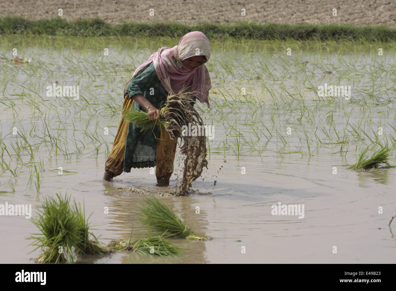 Pakistani farmer in the field hi-res stock photography and images - Alamy