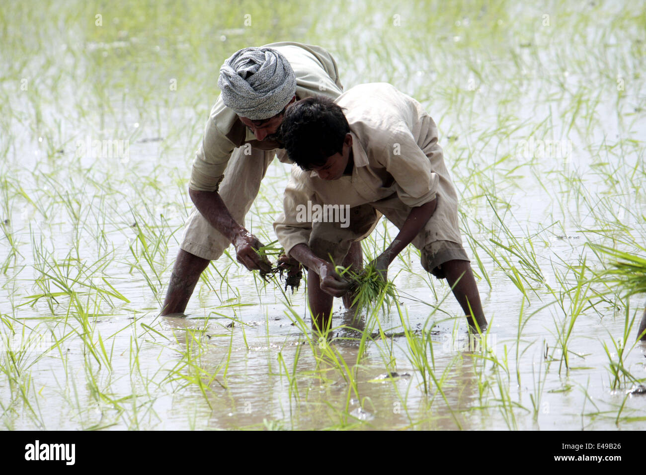 Pakistani farmers hi-res stock photography and images - Alamy