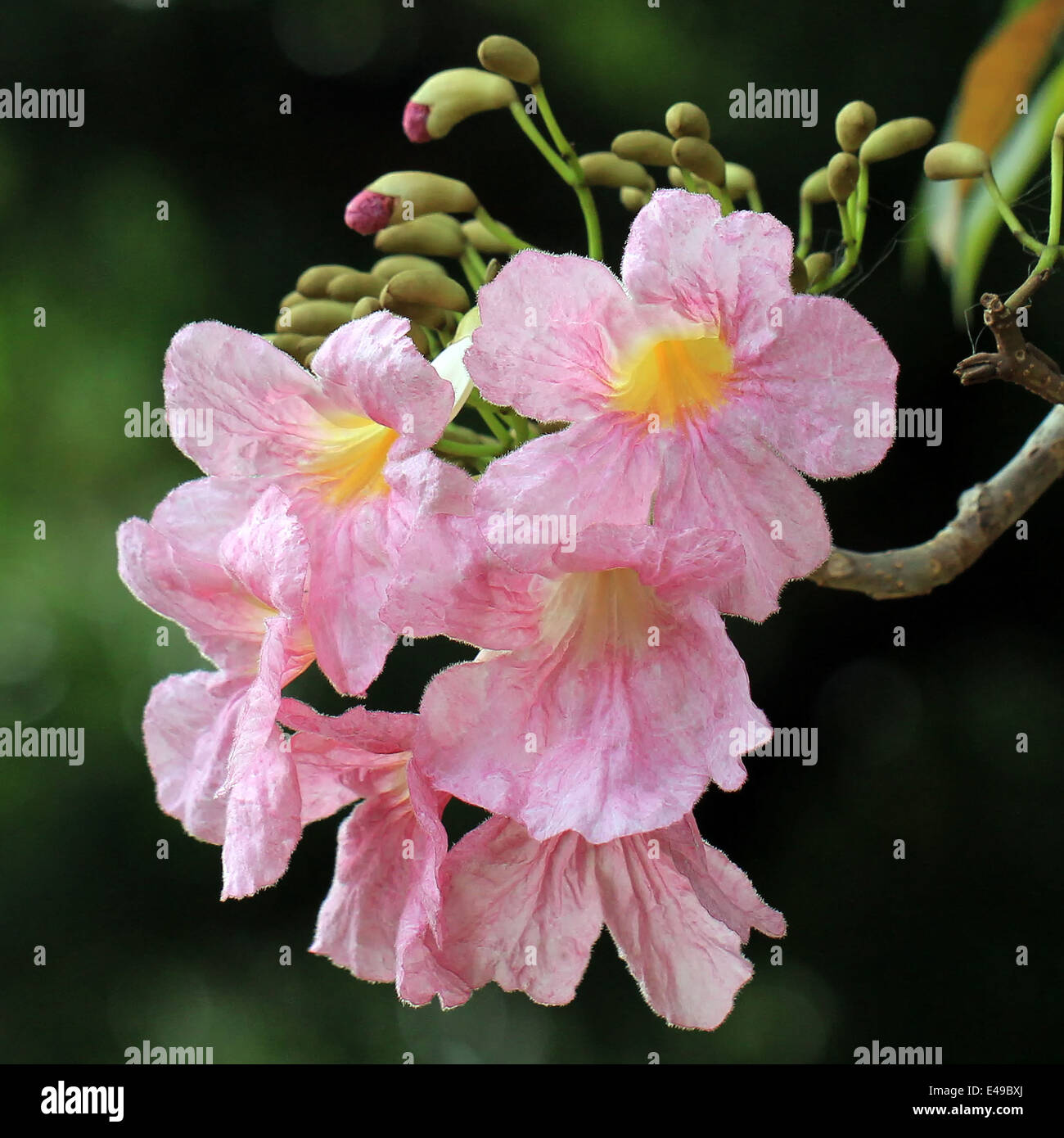 pink trumpet tree, pind tecoma or tabebuia flower Stock Photo