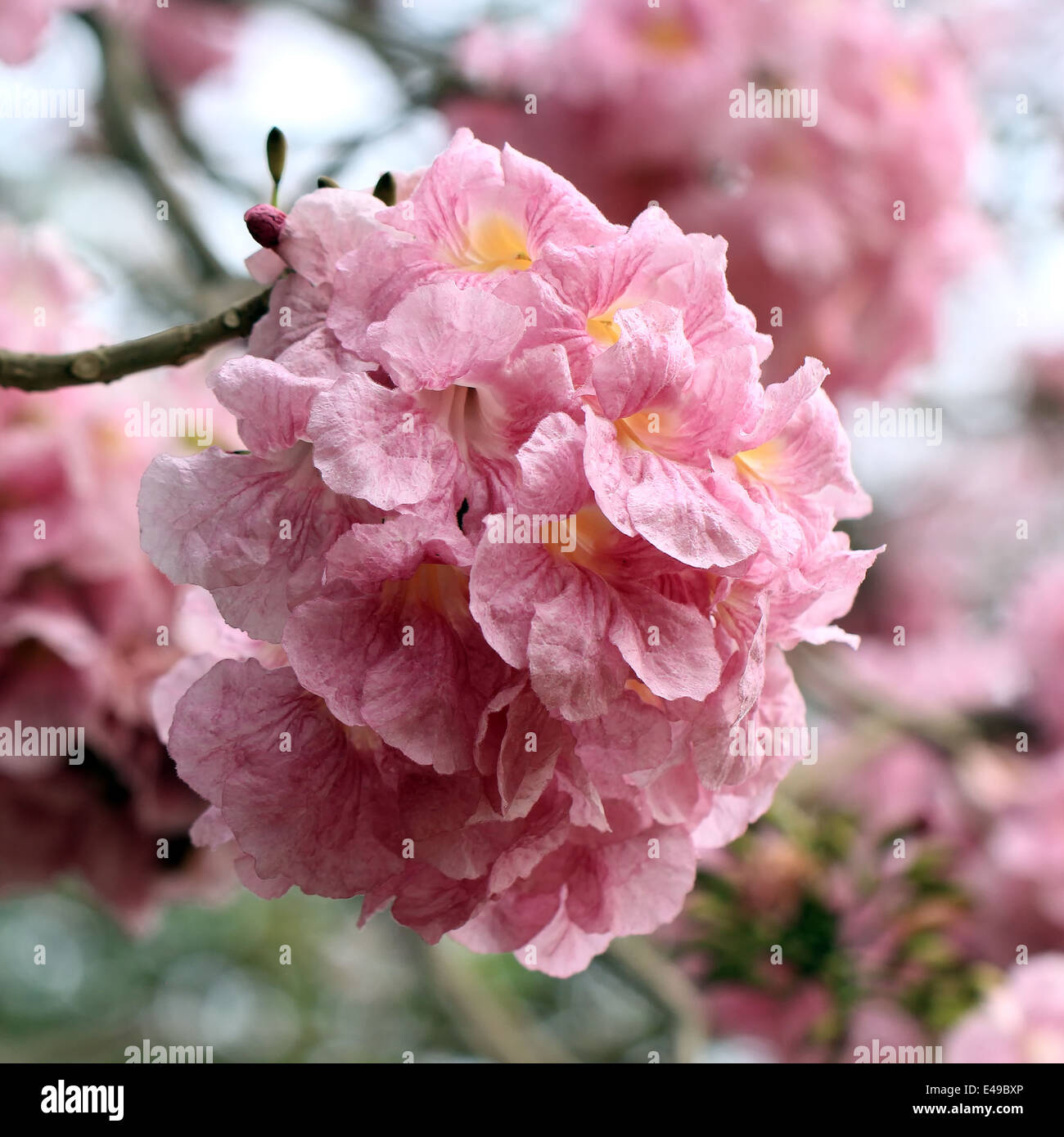 beautiful pink trumpet tree in park Stock Photo