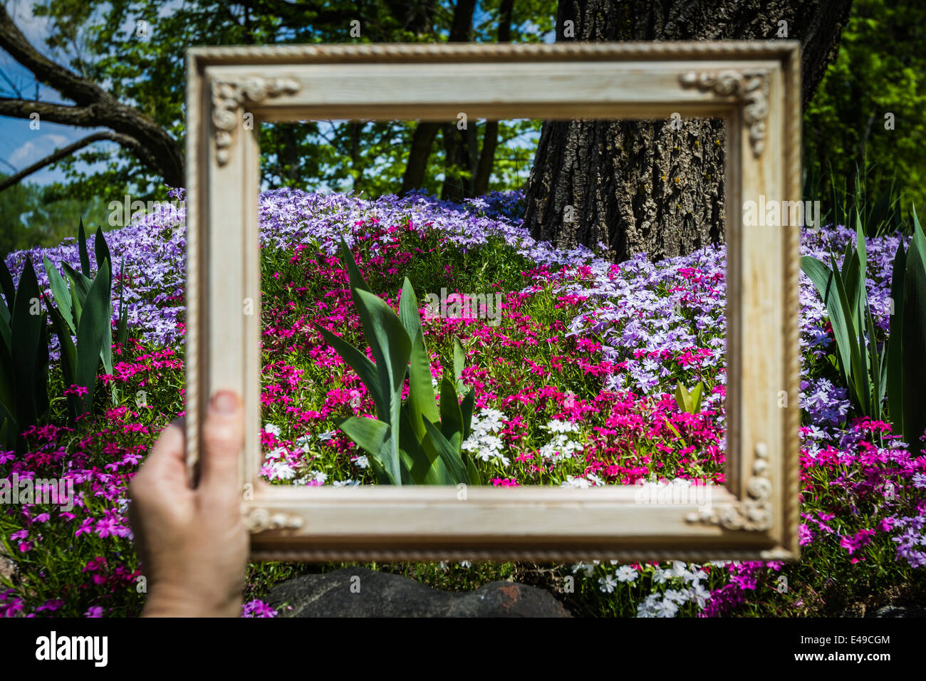phlox garden with vivid colors and a hand holding a picture frame in front of it Stock Photo