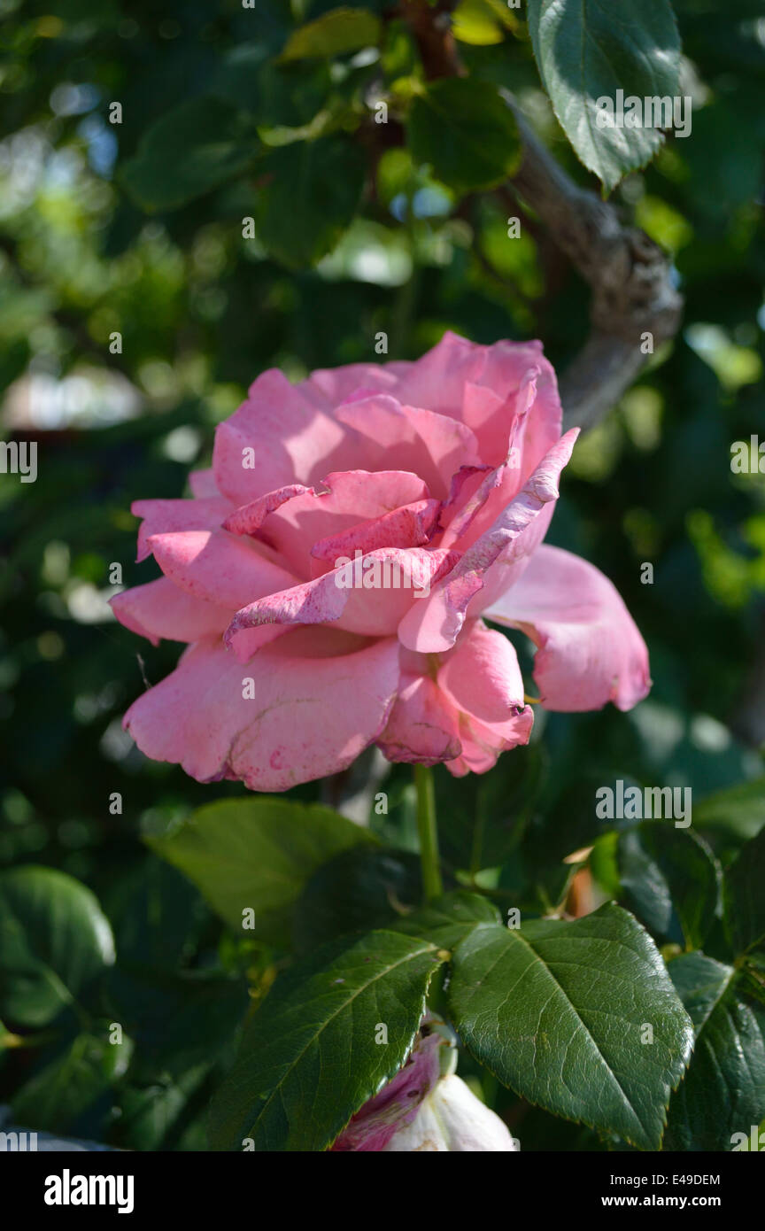 A beautiful pink rose Stock Photo - Alamy