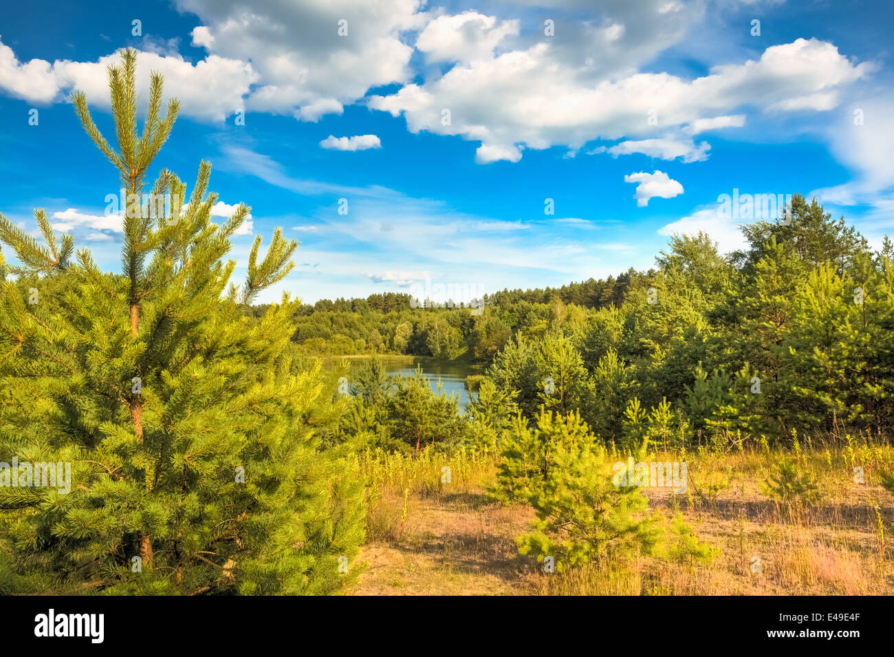 Sunny dense pine forest spring hi-res stock photography and images - Alamy