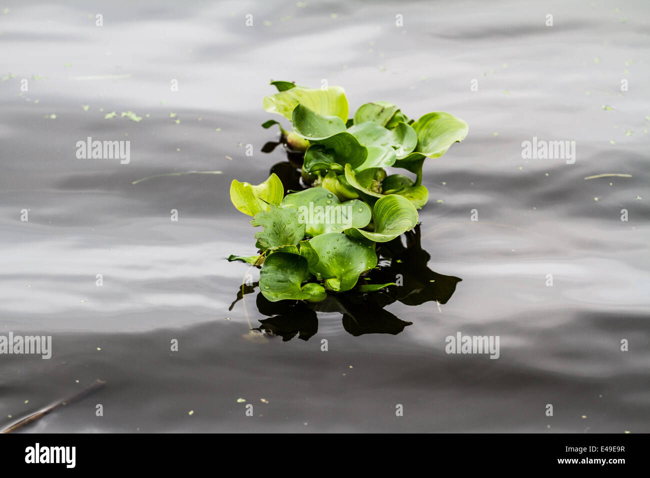 Water Hyacinth lily in Xochimilco channels Stock Photo