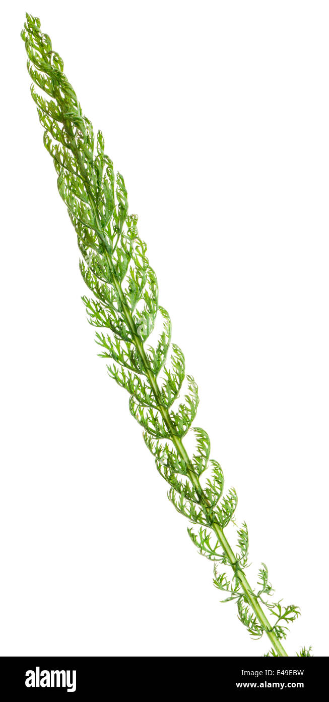 blade of grass isolated on white background Stock Photo