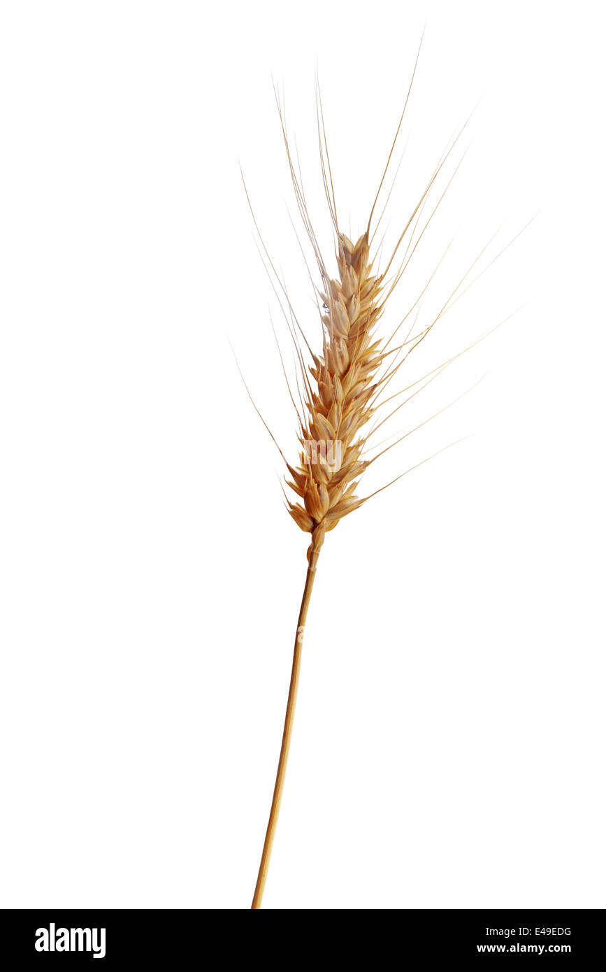 Wheat ear and straw isolated on white background with copy space. Agriculture, crop protection concept. Stock Photo