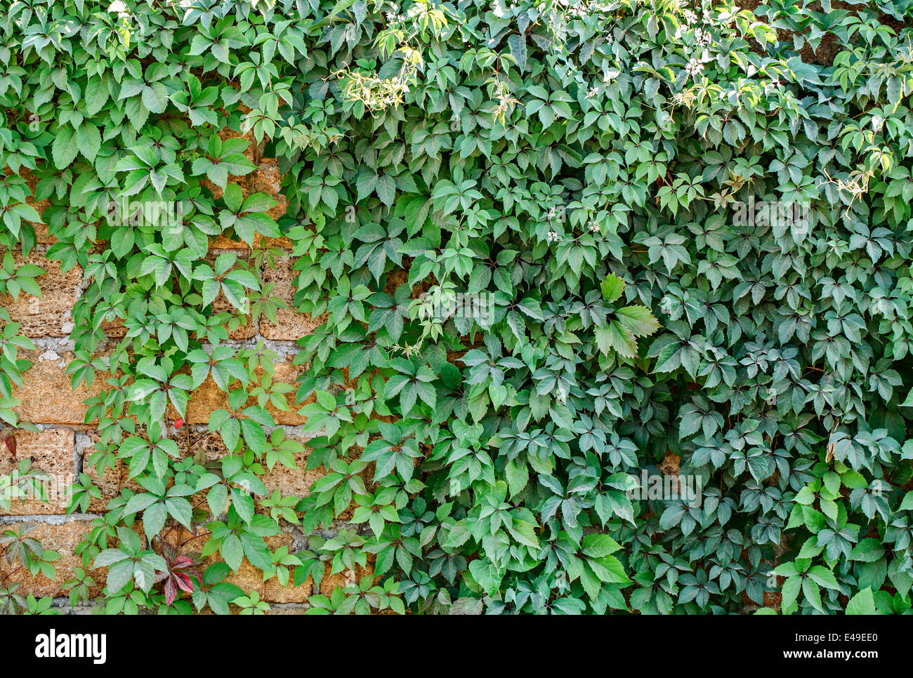 creepers on the wall in summer Stock Photo Alamy