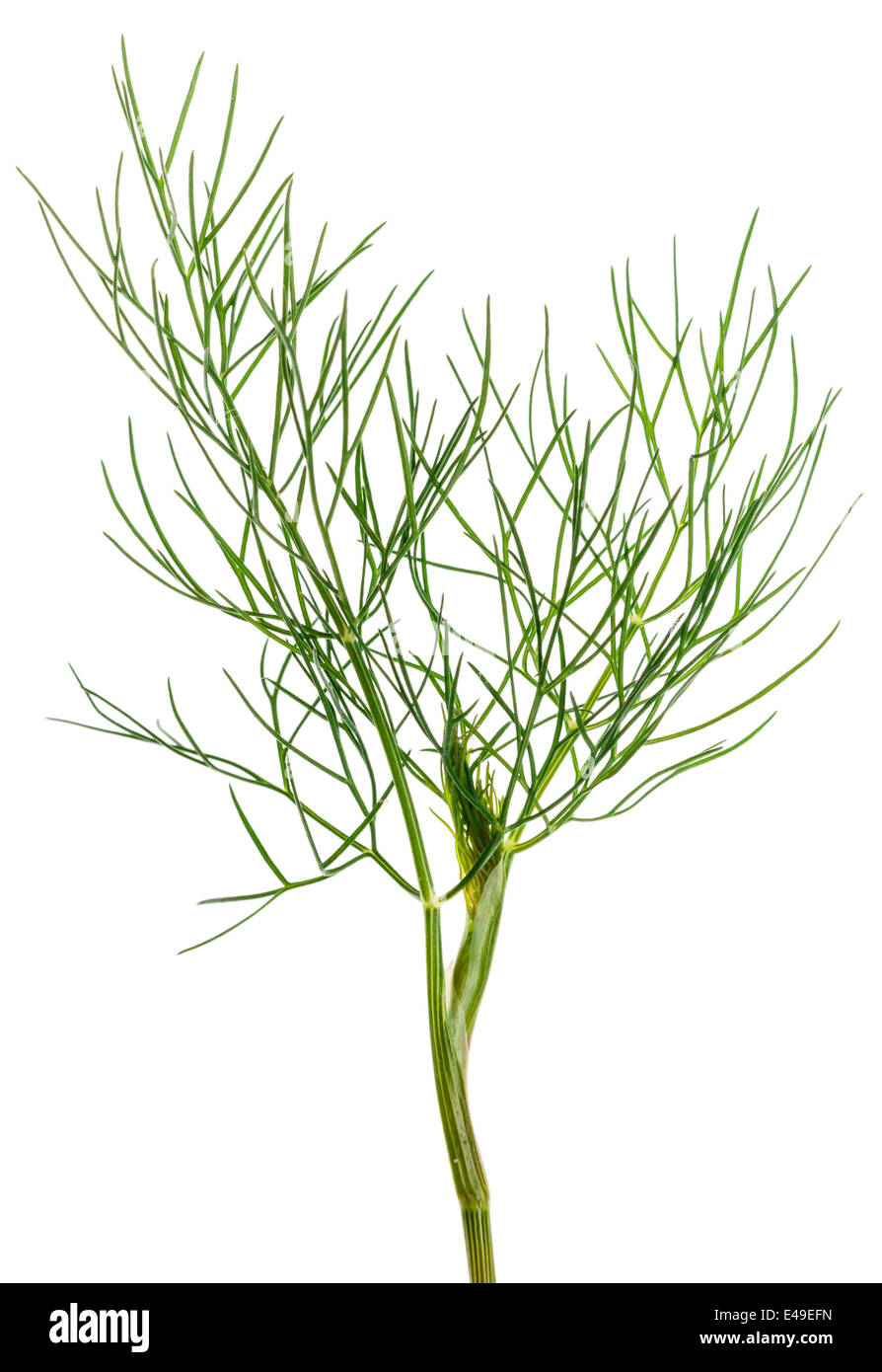 dill herb isolated on white background Stock Photo