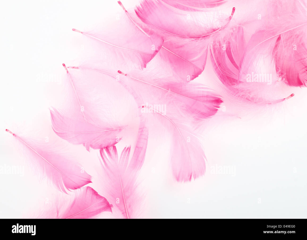 Premium Photo  Fluffy pink feathers background texture