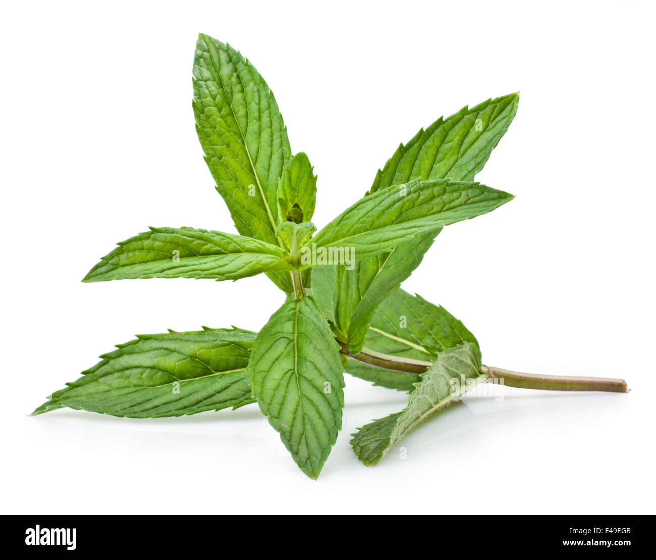 Fresh mint isolated on a white background Stock Photo - Alamy