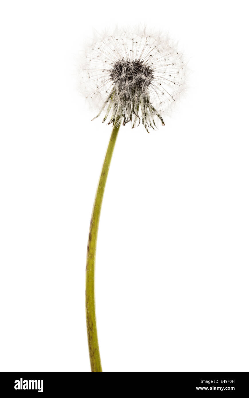 macro shot of a fragile and fluffy dandelion intact Stock Photo