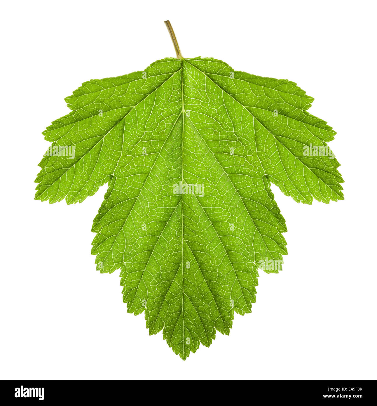 green leaf on a white background Stock Photo