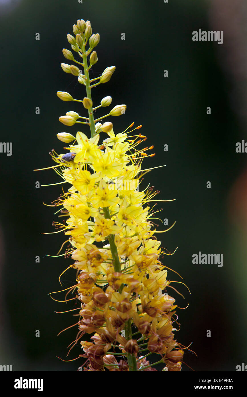 Eremurus x isabellinus Cleopatra Foxtail Lily Stock Photo
