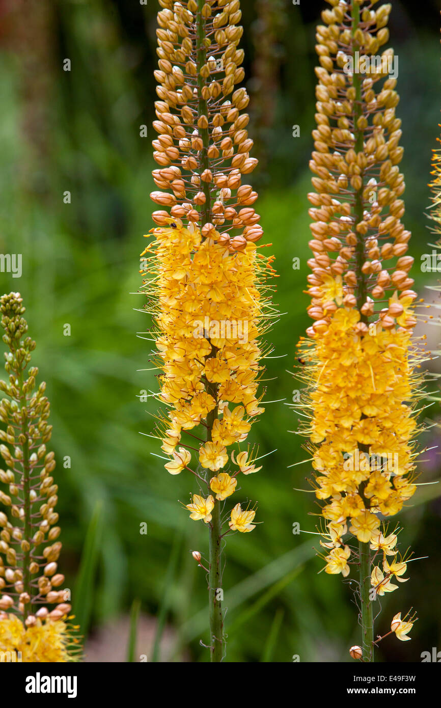 Eremurus x isabellinus Cleopatra Foxtail Lily Stock Photo