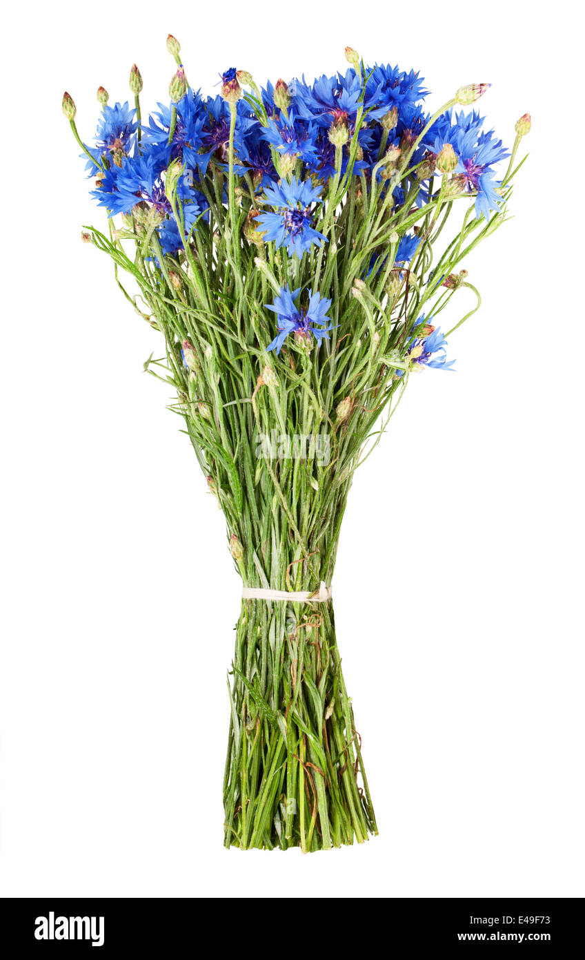 Beautiful blue cornflower isolated on white background Stock Photo