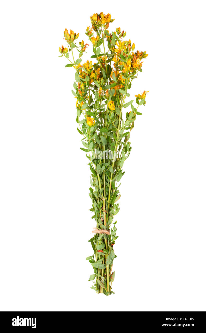 St. John's wort plants bouquet on white background Stock Photo