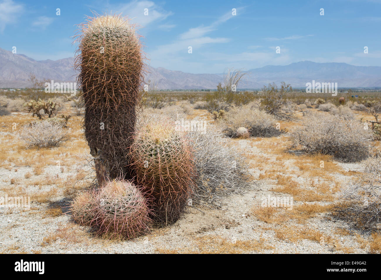Barrel cactus, Ferocactus acanthodes, Anza-Borrego Desert, California, USA Stock Photo