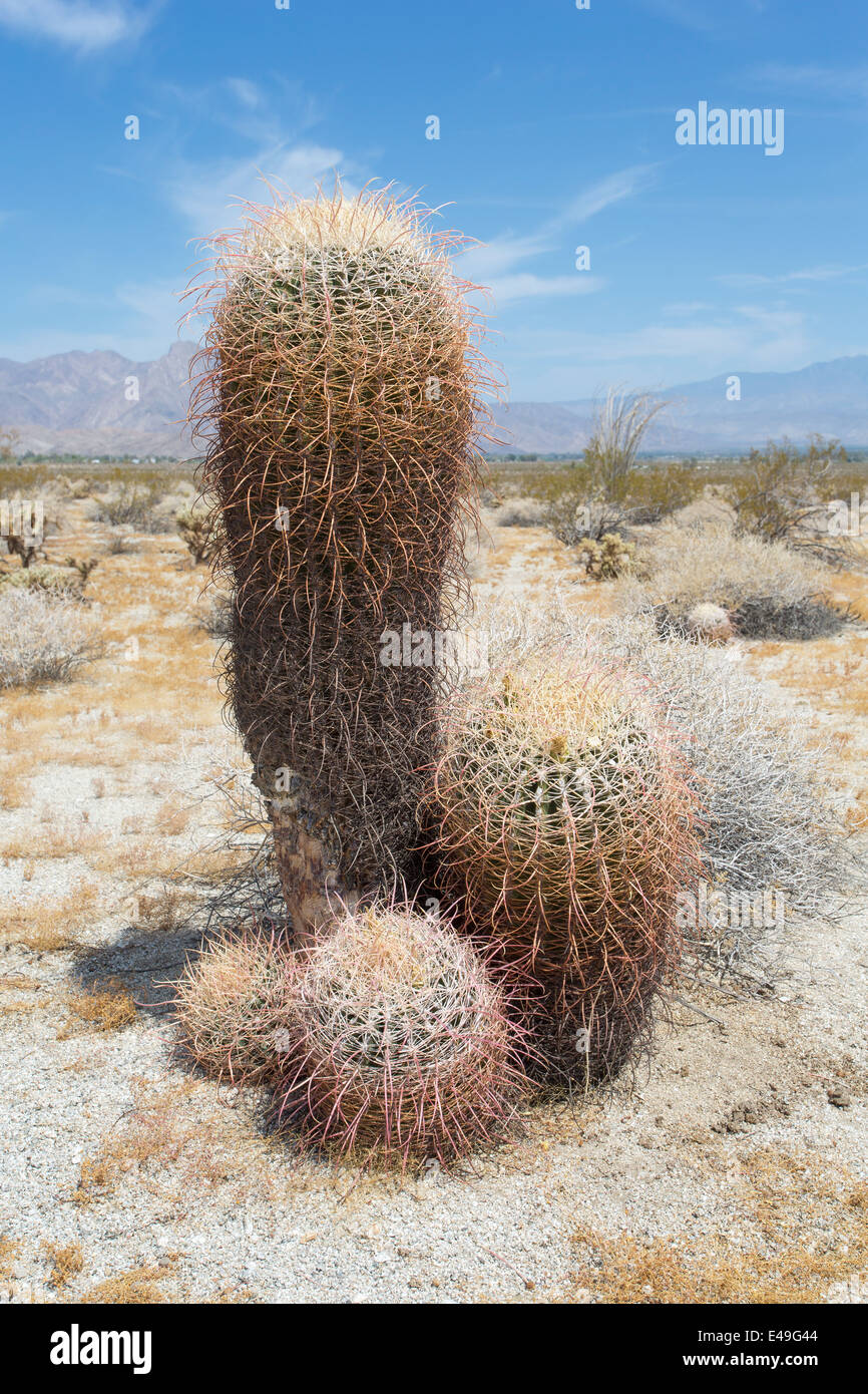 Barrel cactus, Ferocactus acanthodes, Anza-Borrego Desert, California, USA Stock Photo